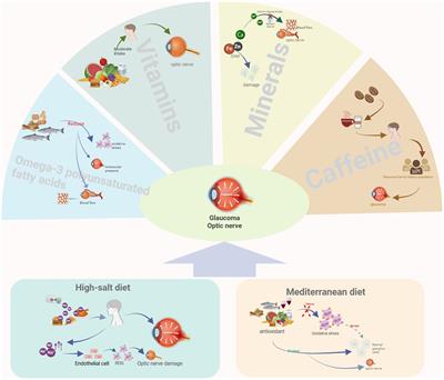 Glaucoma and dietary links: insights from high-salt intake, the Mediterranean diet, and specific nutrients